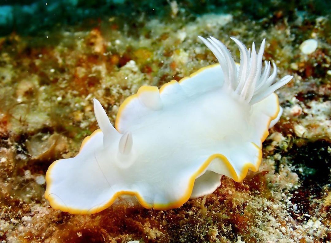 thread of sea slugs because fuck it