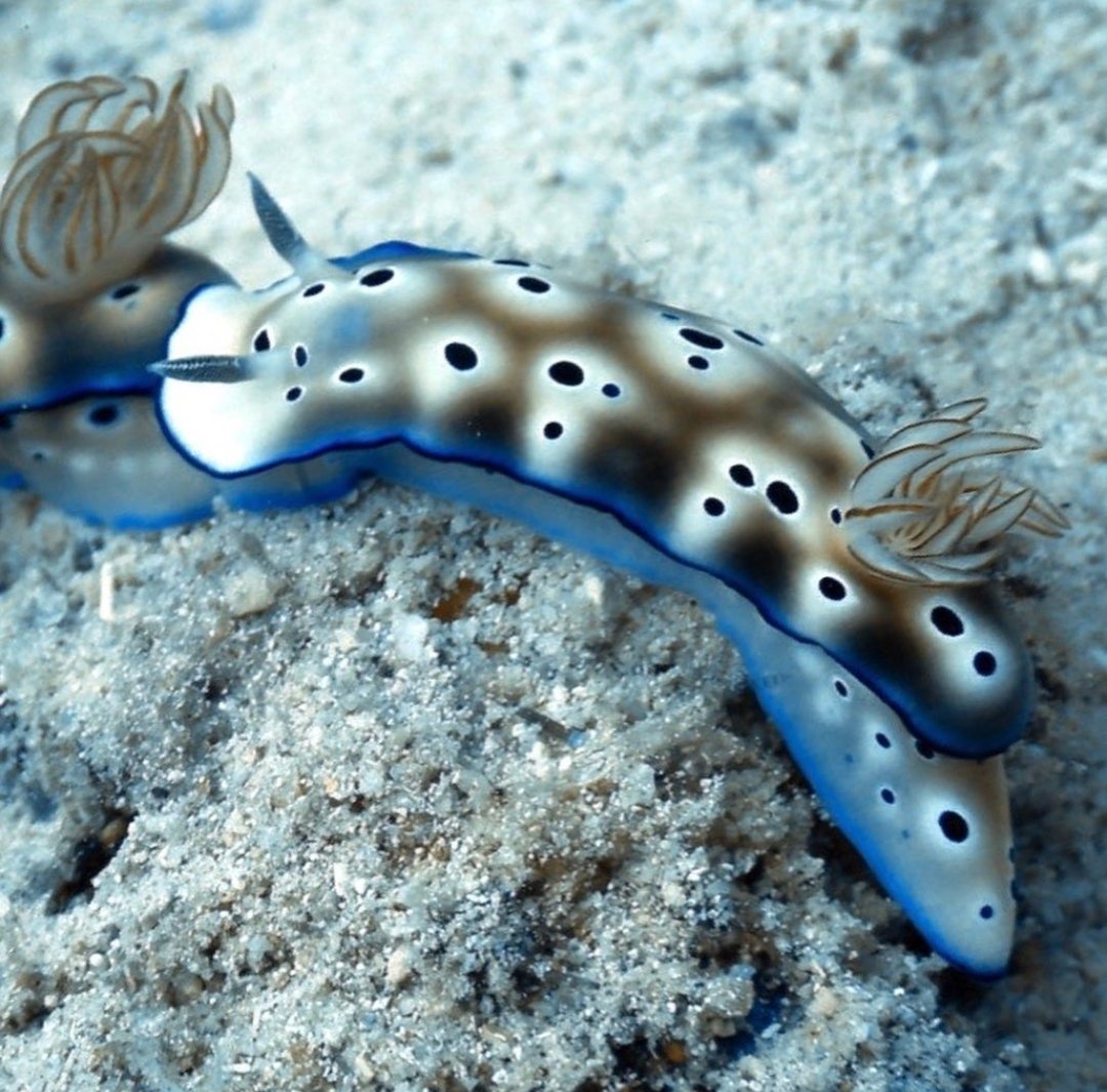 thread of sea slugs because fuck it