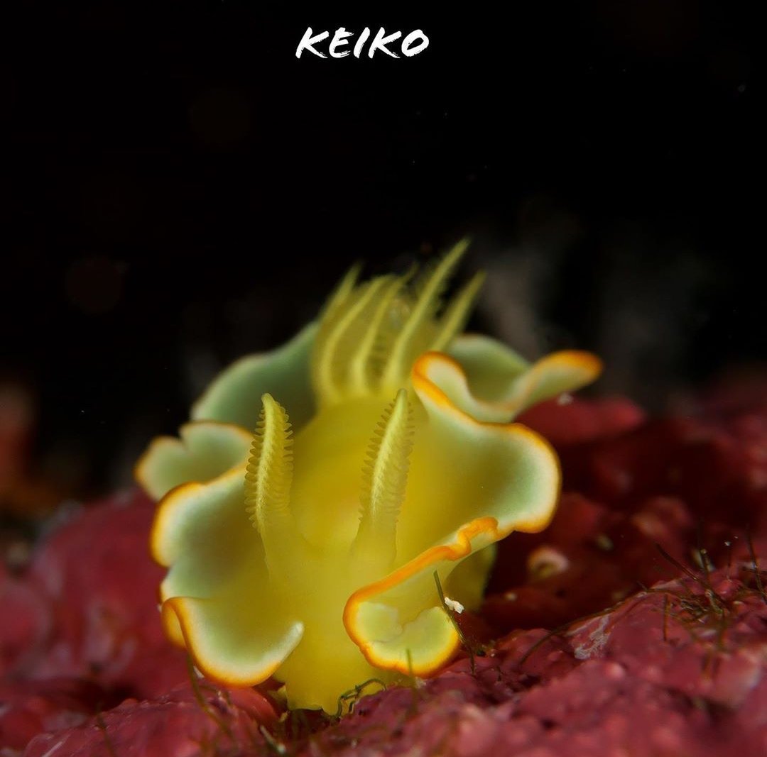 thread of sea slugs because fuck it