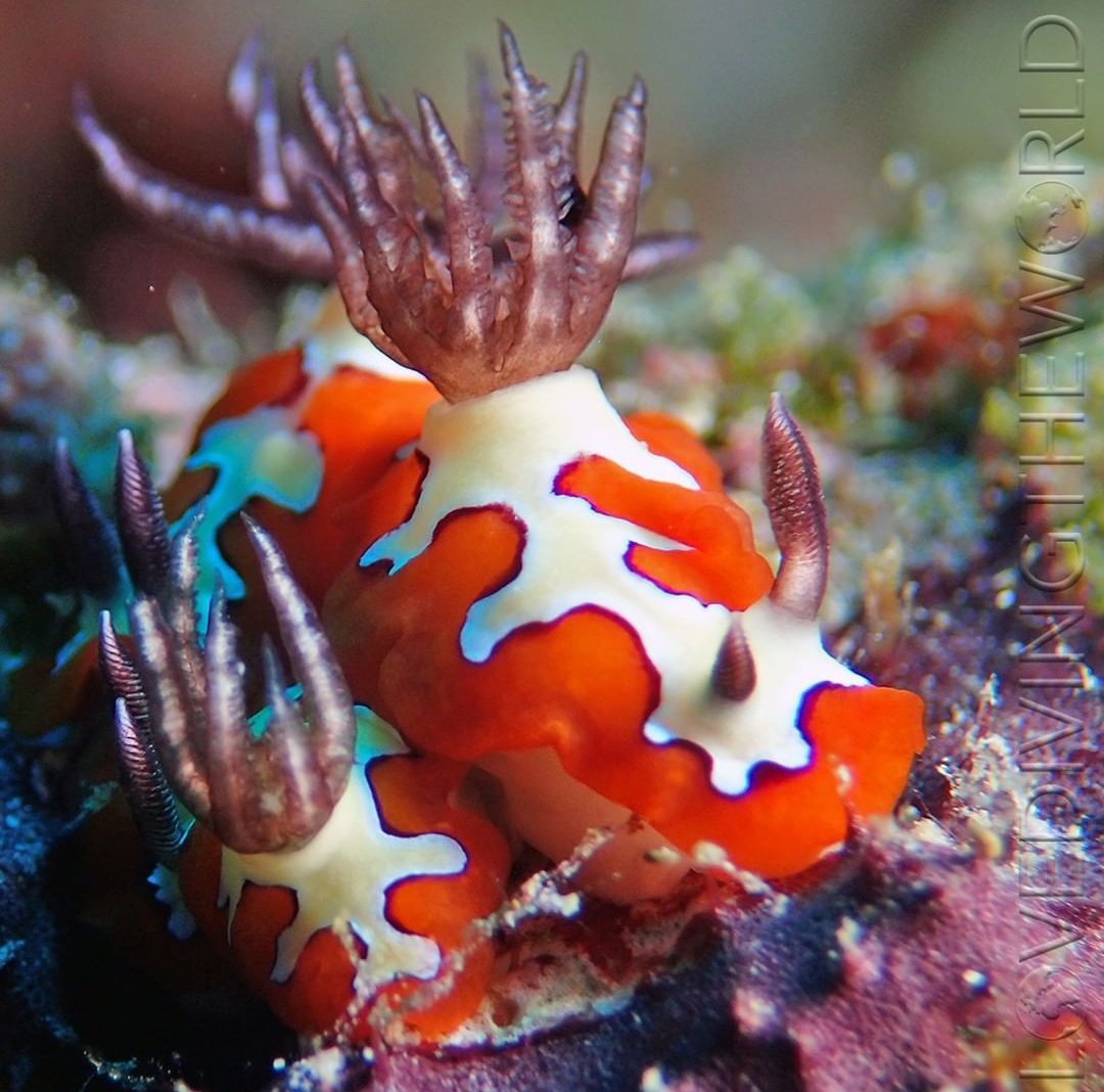 thread of sea slugs because fuck it