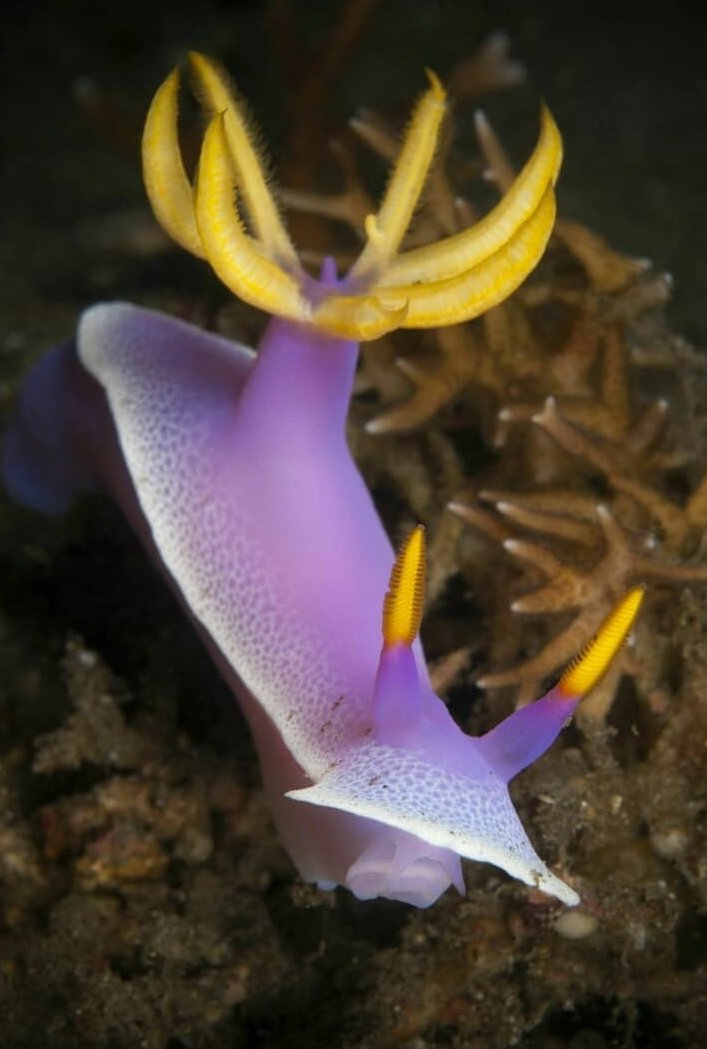 thread of sea slugs because fuck it