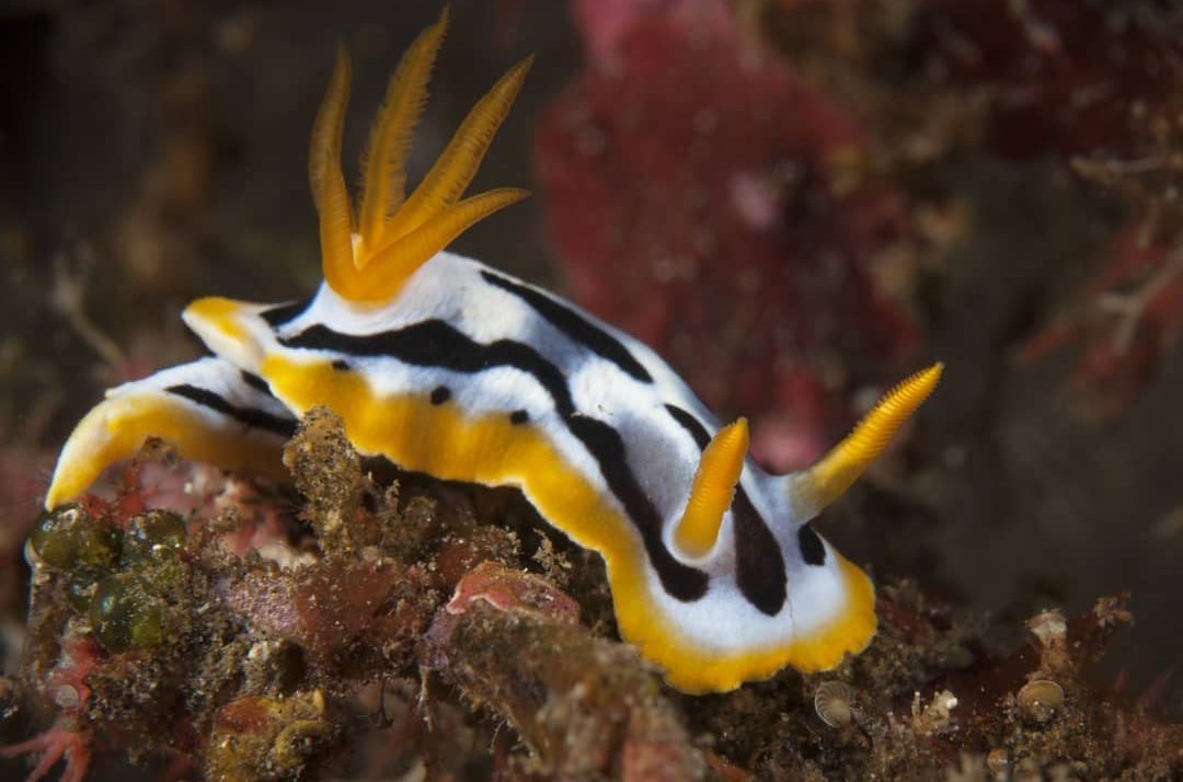 thread of sea slugs because fuck it