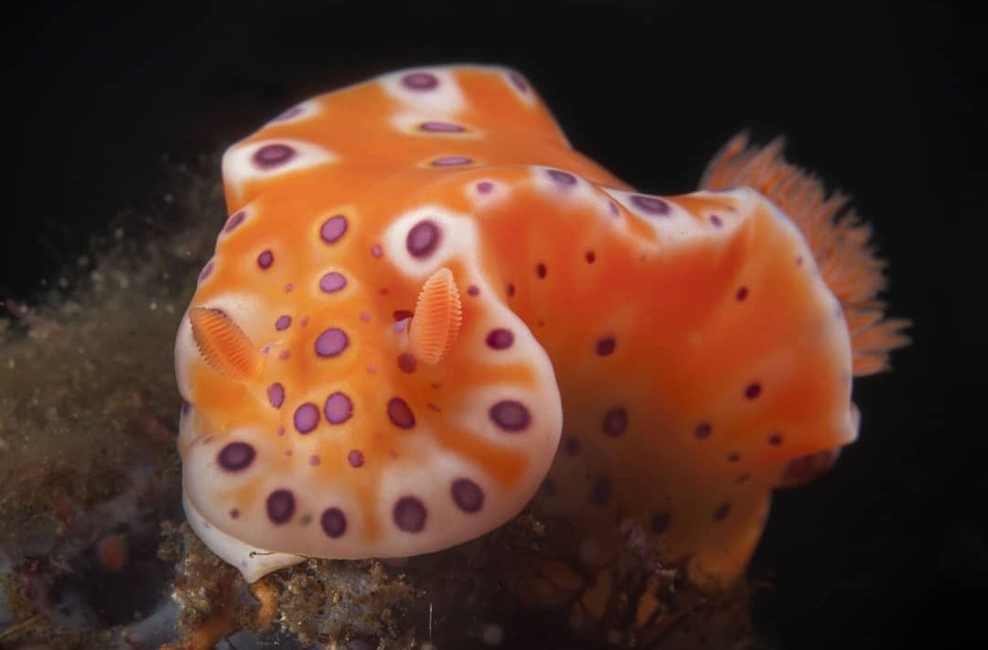 thread of sea slugs because fuck it