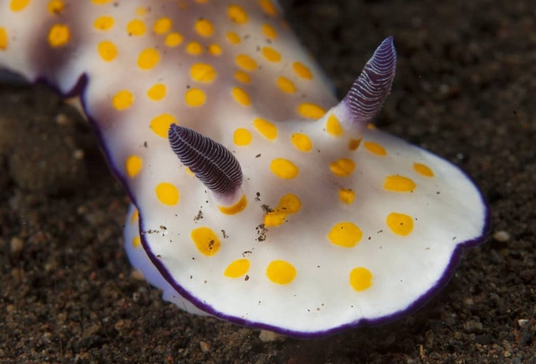 thread of sea slugs because fuck it