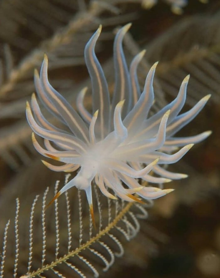 thread of sea slugs because fuck it