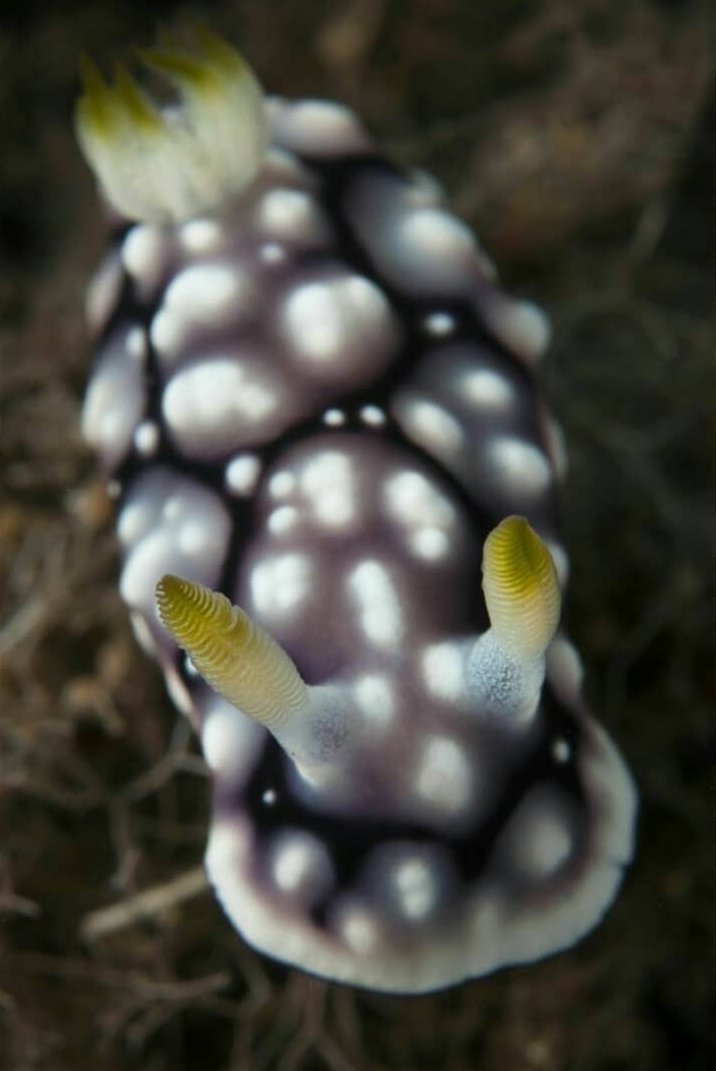 thread of sea slugs because fuck it
