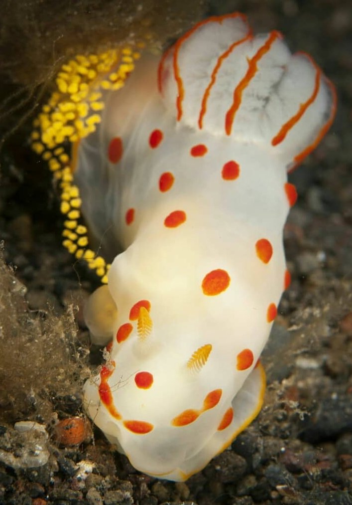 thread of sea slugs because fuck it