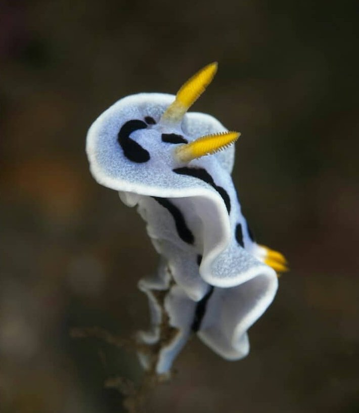thread of sea slugs because fuck it