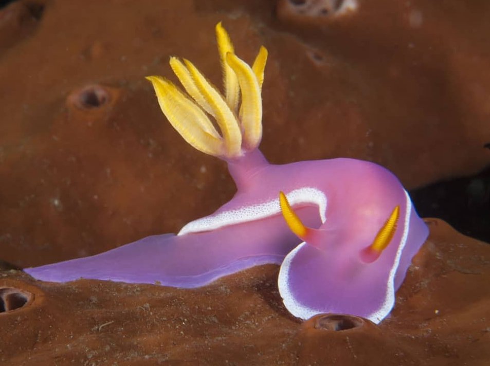 thread of sea slugs because fuck it