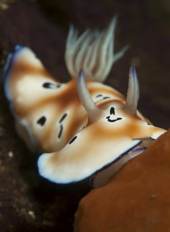 thread of sea slugs because fuck it