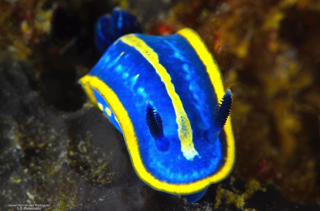 thread of sea slugs because fuck it