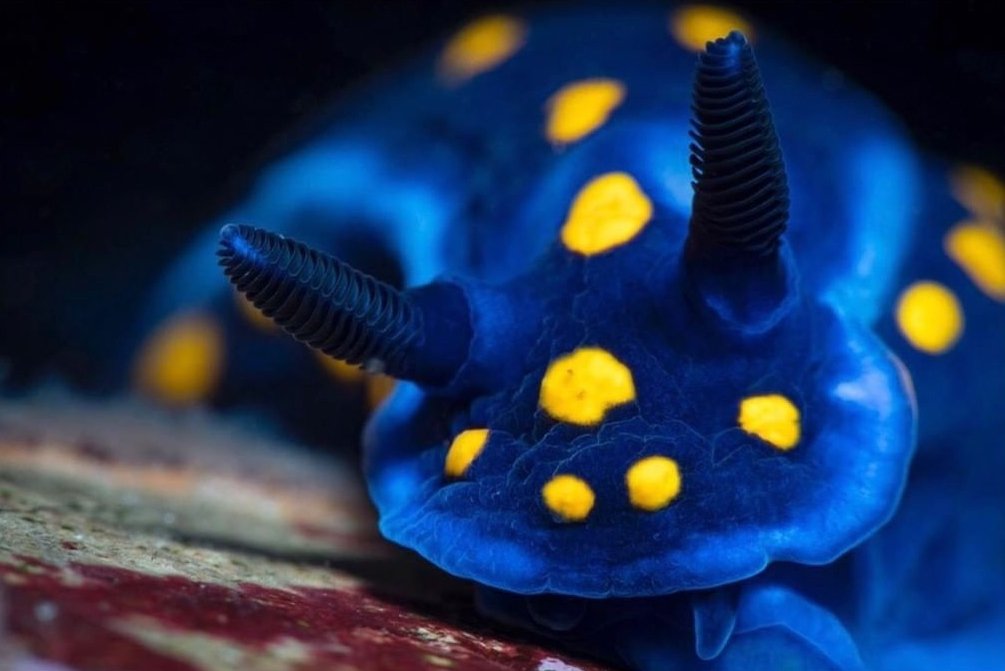 thread of sea slugs because fuck it