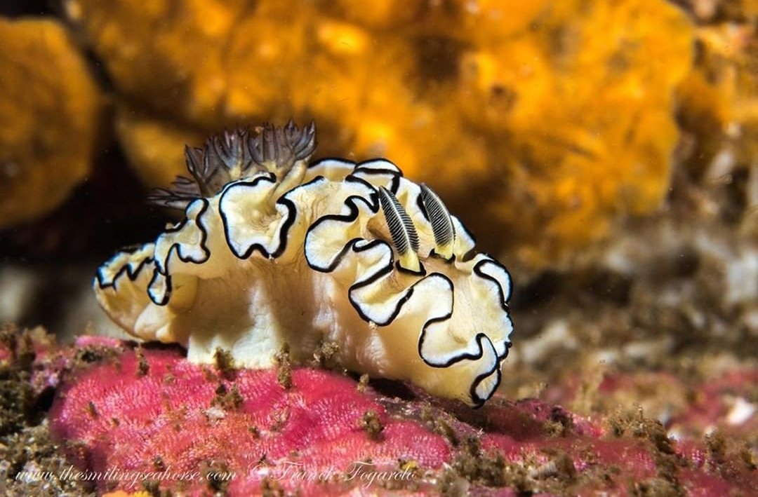 thread of sea slugs because fuck it
