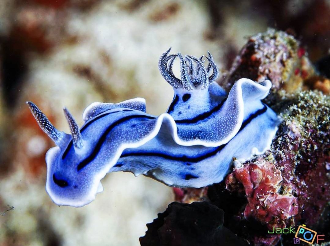 thread of sea slugs because fuck it
