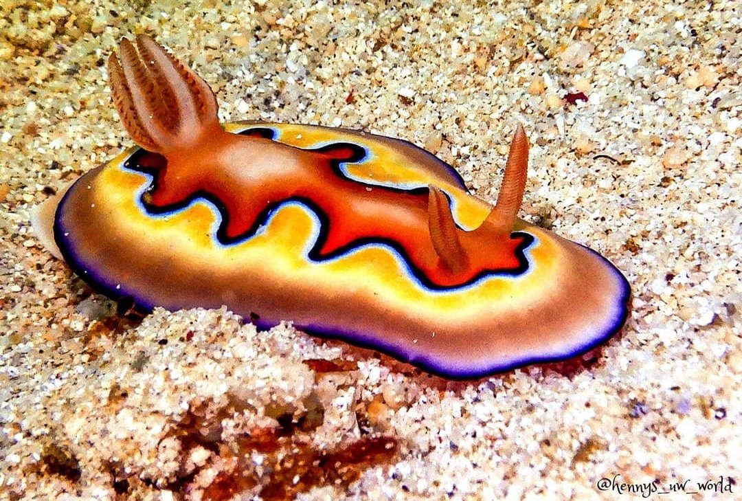thread of sea slugs because fuck it