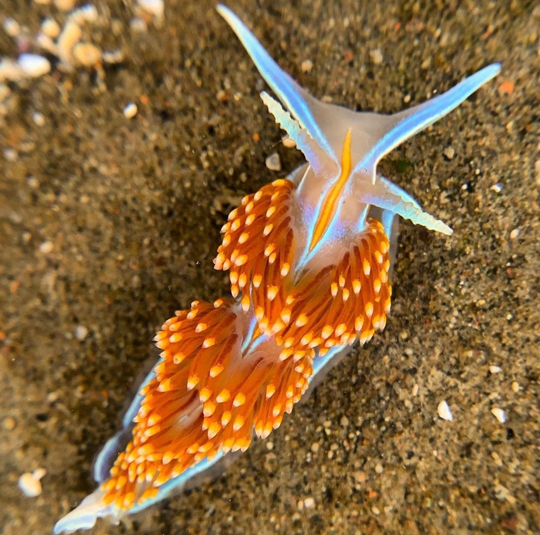 thread of sea slugs because fuck it
