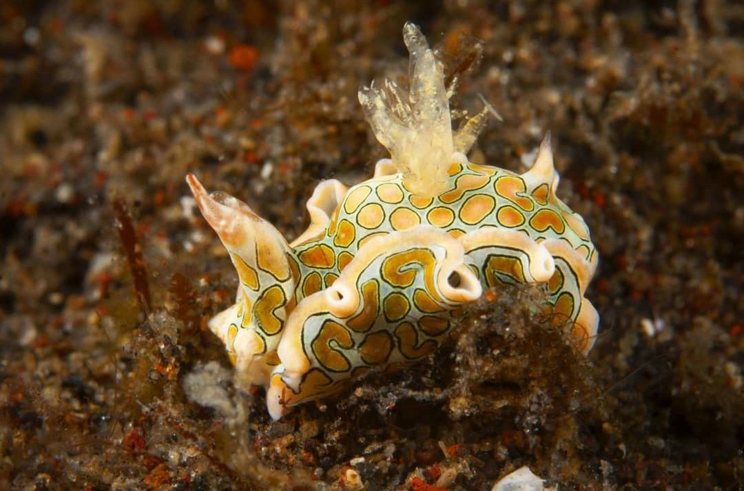 thread of sea slugs because fuck it
