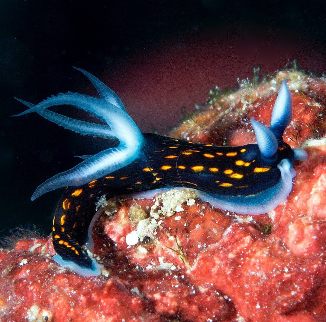 thread of sea slugs because fuck it