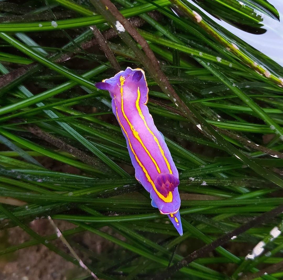 thread of sea slugs because fuck it