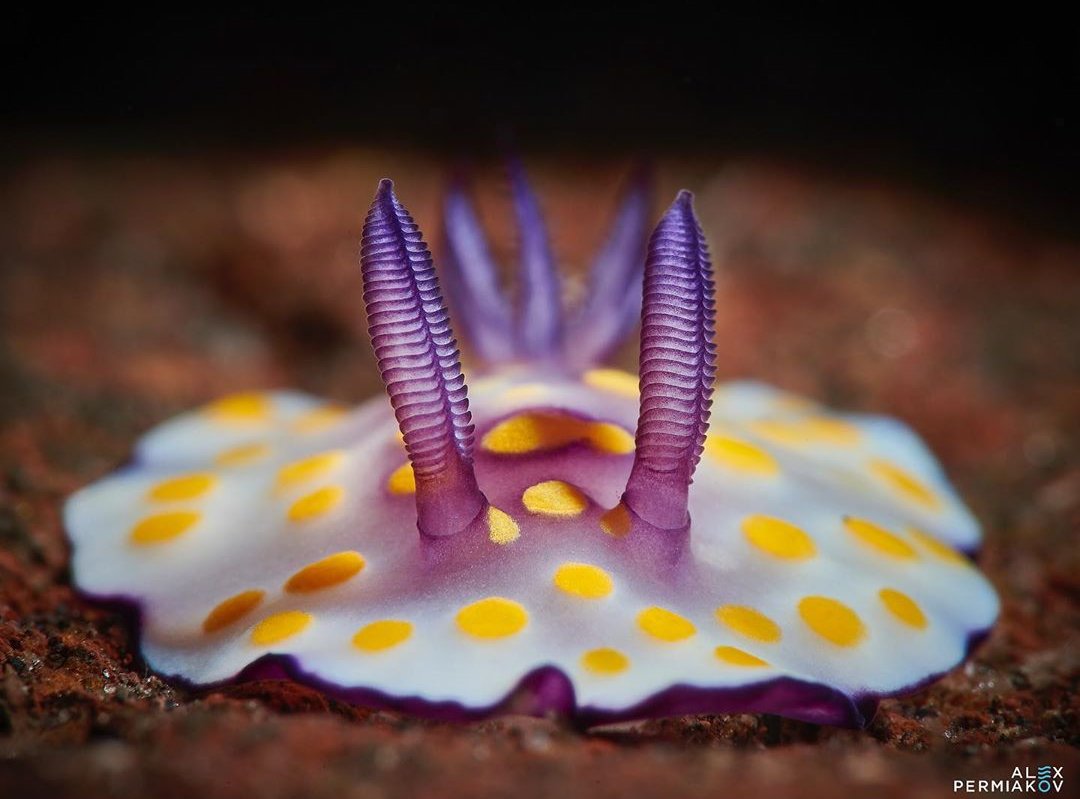 thread of sea slugs because fuck it