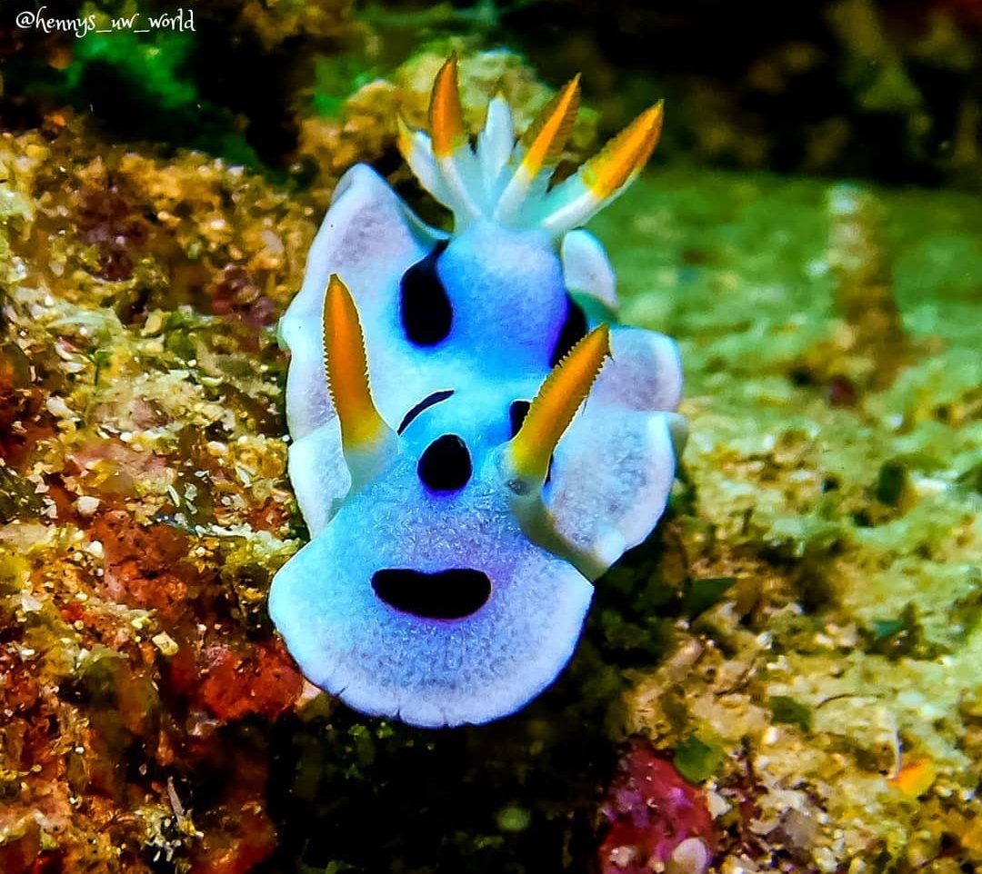 thread of sea slugs because fuck it