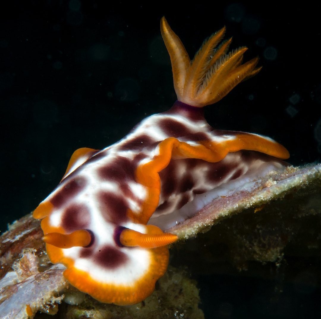 thread of sea slugs because fuck it
