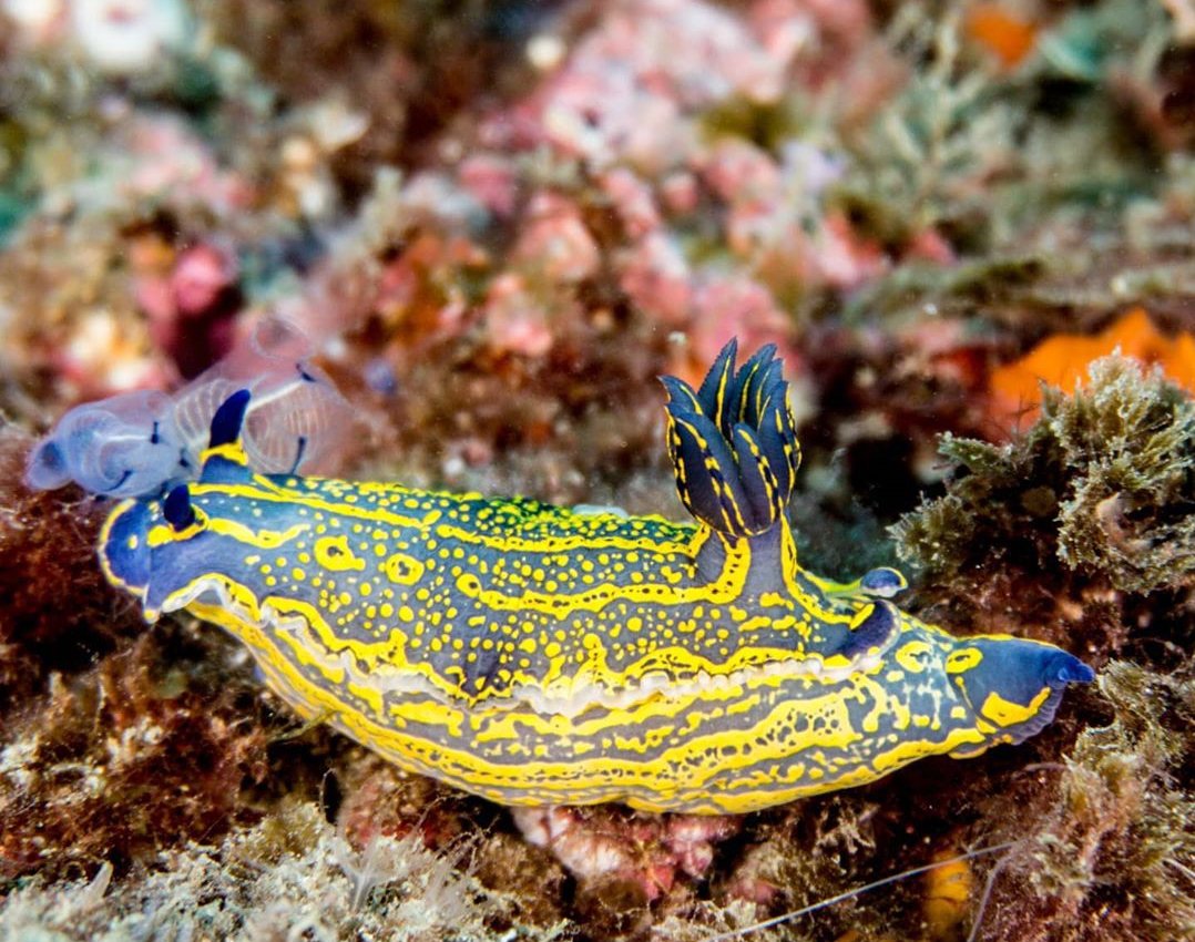 thread of sea slugs because fuck it