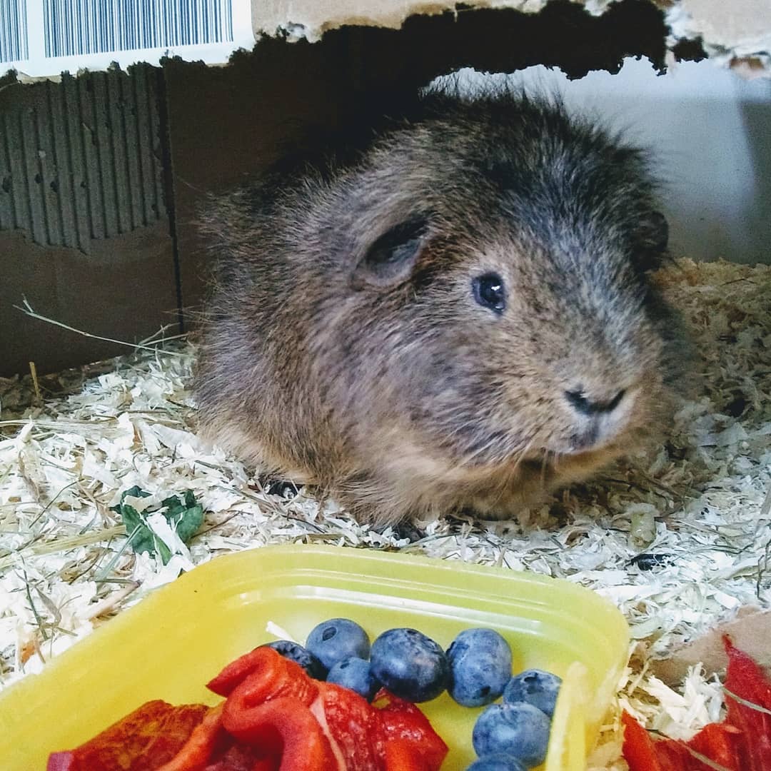 vicbenner's tweet photo. Schönen guten Morgen und wohl bekomme das Frühstück von Klaus.
#meeris #meerieoninsta #haustiere #guineapig #guineapigsofinstagram
https://t.co/TjLEuT4wJb https://t.co/rDLen2qjYG