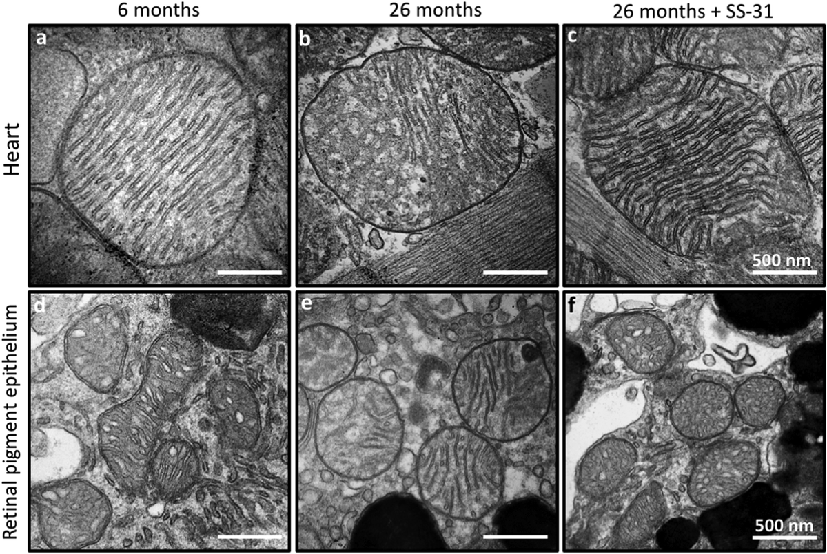 Peptide Sciences tweet media