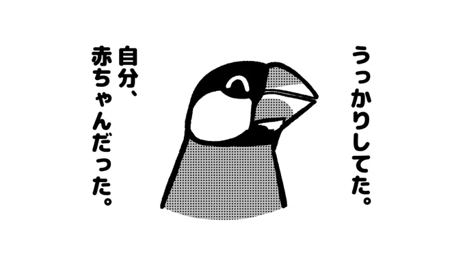 やばい大人文鳥 