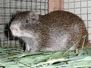 maikudi_sanusi's tweet image. This is to welcome back to public space the illfamous Grass cutter  who abuse his office and mercilessly stole from the poor IDPs.