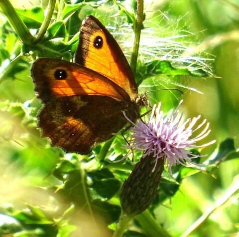 Lynniewest's tweet photo. The wildlife in an isleworth garden. Part 1 https://t.co/RcNYMYafzy