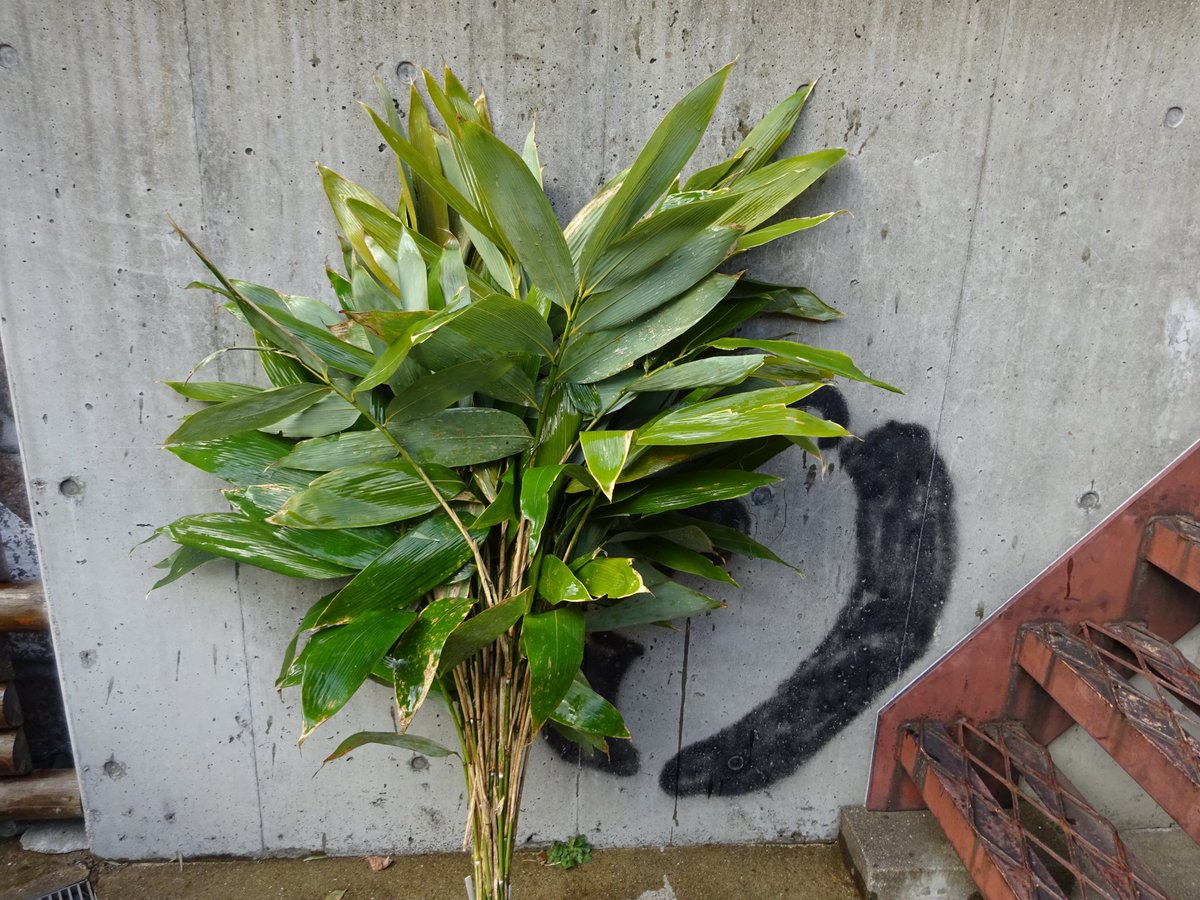 神戸市立王子動物園 公式 きょうのタンタン番外編 第四回目の竹は 根曲がり竹 です チシマザサの若竹で 地域によっては 姫竹 月山竹 とも呼ばれているみたいです 葉っぱが大きく 見た目もわかりやすい竹ですね たんたんさんも好んで