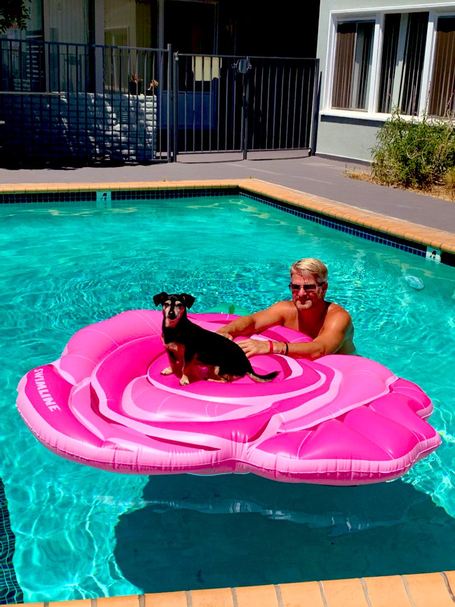 jgriffith615's tweet photo. Summertime w Scooby #SunninAndFunni #Summer2020🦠 #ChihuahuaMix #RescueofTwitter #WeHoDogs #AdoptDontShop #MiniaturePin #DogsofTwitter #Tabby https://t.co/BrUAEJ4HNO