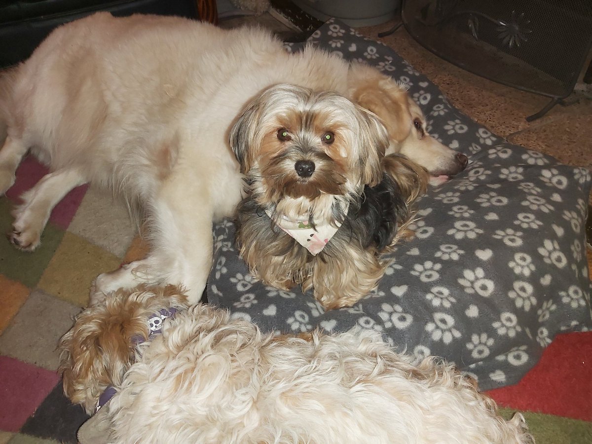 Yoshi23052039's tweet photo. Been snuggling with my big sis but she snores like a train! https://t.co/YVPXUK1g6f