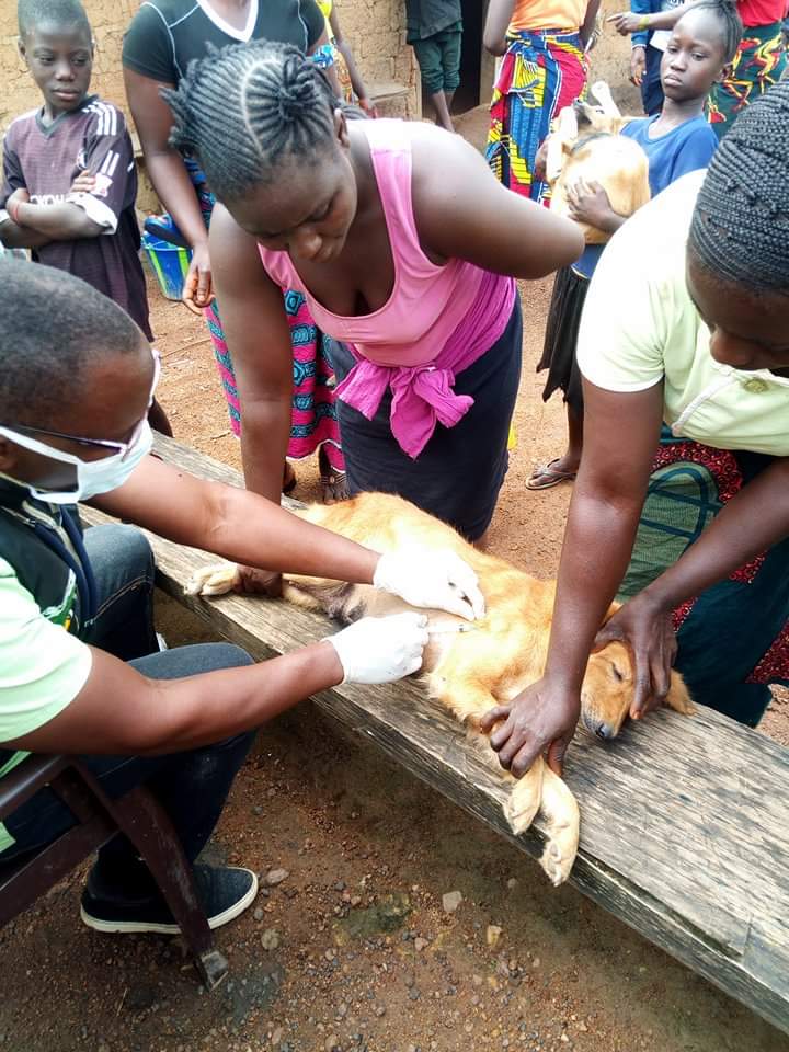 LiberiaAnimal's tweet photo. Every week, LAWCS provides free rabies and pavovirus vaccinations, mange treatment, wound dressing, tick and flea medications, deworming, etc for over 400 dogs and cats in rural Liberia. Visit and help at https://t.co/r6A9R1DB7q
#VeterinaryService #FreeVeterinaryCare #COVID19 https://t.co/A8KjqwjzPV