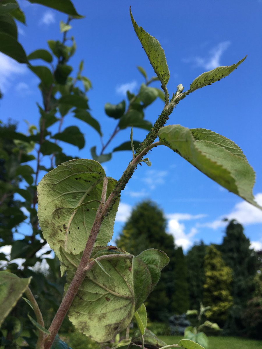 gilly_payne's tweet photo. @FlowerdewBob Can you help by telling me what’s eating my crab apples and what to do about it? https://t.co/FIWJxJ1lM6