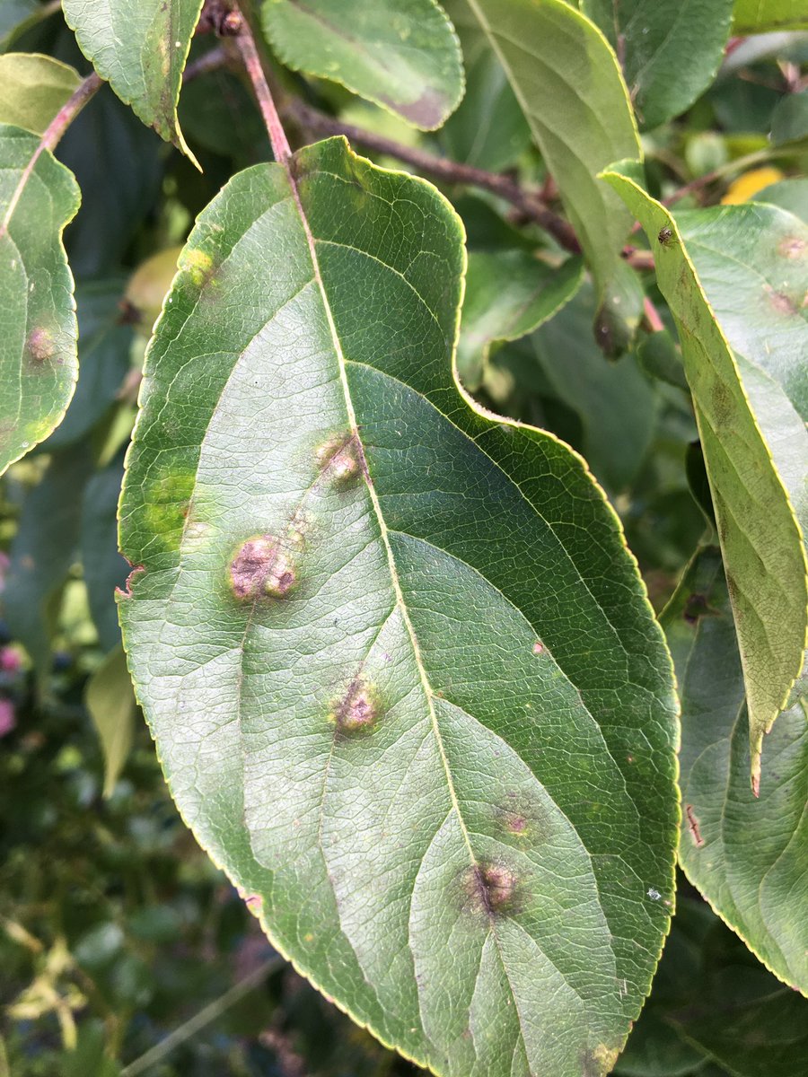 gilly_payne's tweet photo. @FlowerdewBob Can you help by telling me what’s eating my crab apples and what to do about it? https://t.co/FIWJxJ1lM6