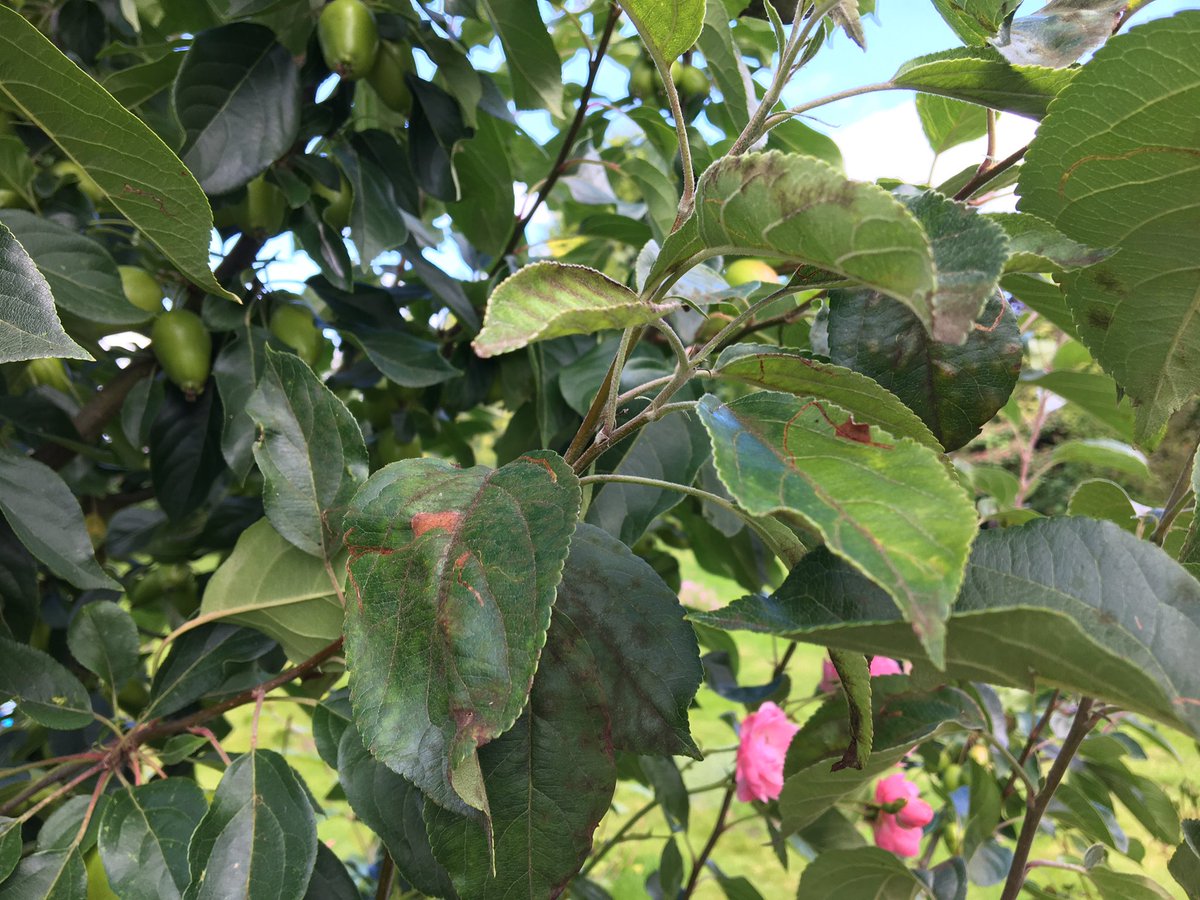 gilly_payne's tweet photo. @FlowerdewBob Can you help by telling me what’s eating my crab apples and what to do about it? https://t.co/FIWJxJ1lM6