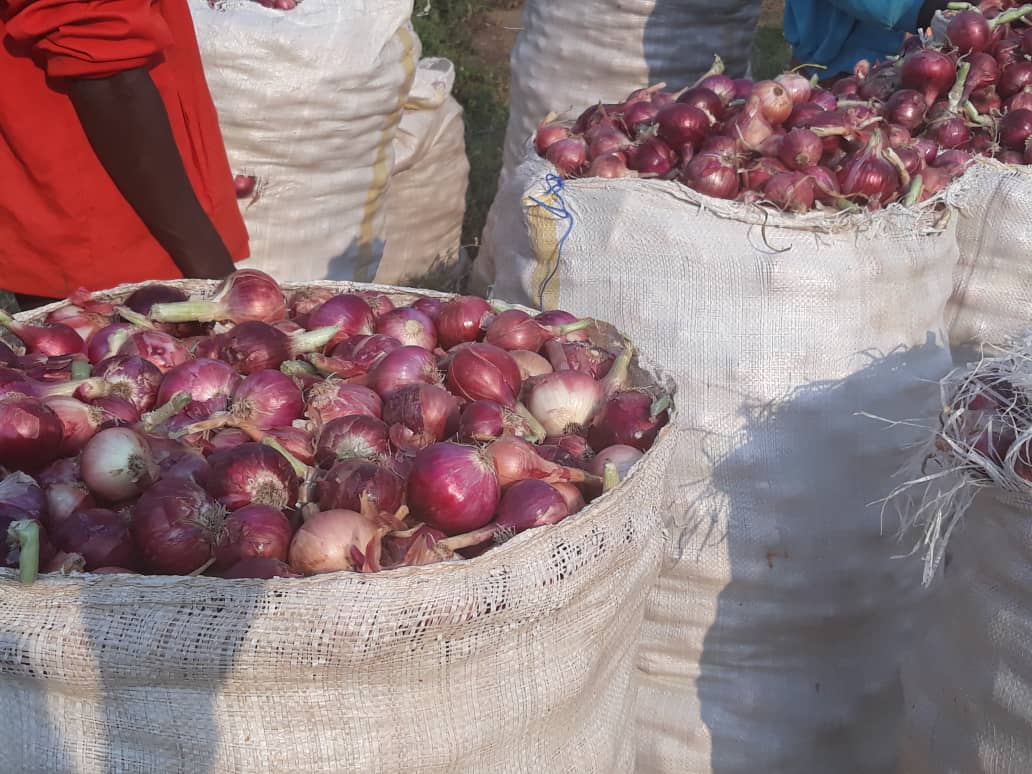 Abahinzi bishimiye umusaruro w'Igihembwe cy'ihinga C 2020, mu gihe bari mu myiteguro y'igihembwe cy'ihinga A 2021. Mu gihembwe cy'ihinga C hakunze guhingwa imbuto n'imboga mu bice bifite imirima yuhirwa (irrigation). #Rwanda