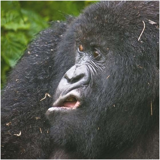 AdventuresFrena's tweet photo. A mountain gorilla grimaces as he came out of the bush after the rain..

#FrenaAdventure #uganda #africa #travel #kampala #nature #safari #wildlife #travelphotography #visituganda #gorilla #pearlofafrica #explore #bwindi #travelblogger #adventure #eastafrica #photooftheday https://t.co/kg7pb0UHYt