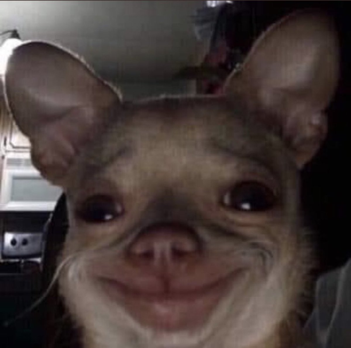 Chihuahua Dog Smiling With Teeth Meme - pic-power