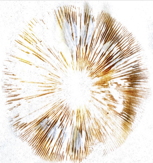 Okay but why are spore prints so cute?!? Like little mushroom fingerprints 😭🍄💕