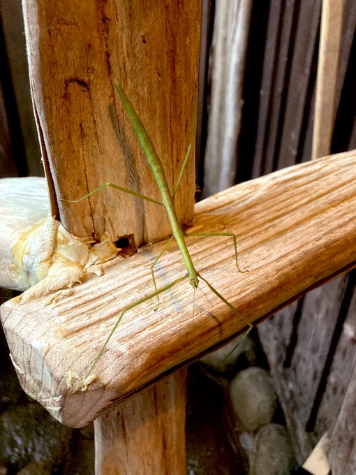 貸し切り温泉入ってたんだけどナナフシさんいた、これナナフシだよね初めて本物見たかも 