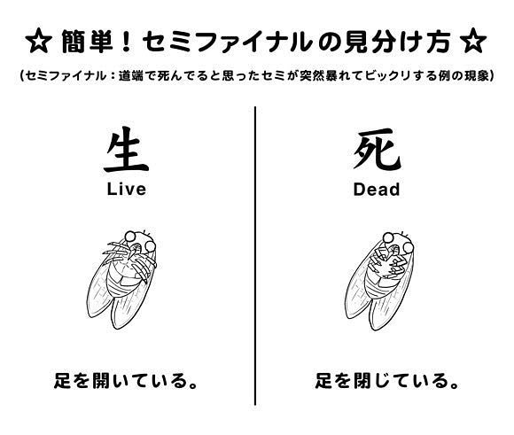 セミ嫌いの私のために セミの死体を毎日チェックしてくれる大家の婆さんの言葉 に軽く興奮した 殺し屋みたい セミの見分け方も Togetter