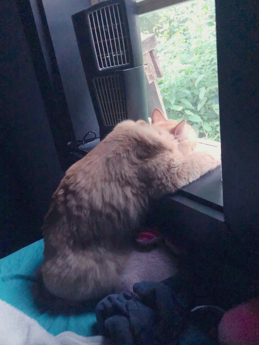 meganthehermit's tweet photo. Budders has the right idea. https://t.co/dI3N4kuSop