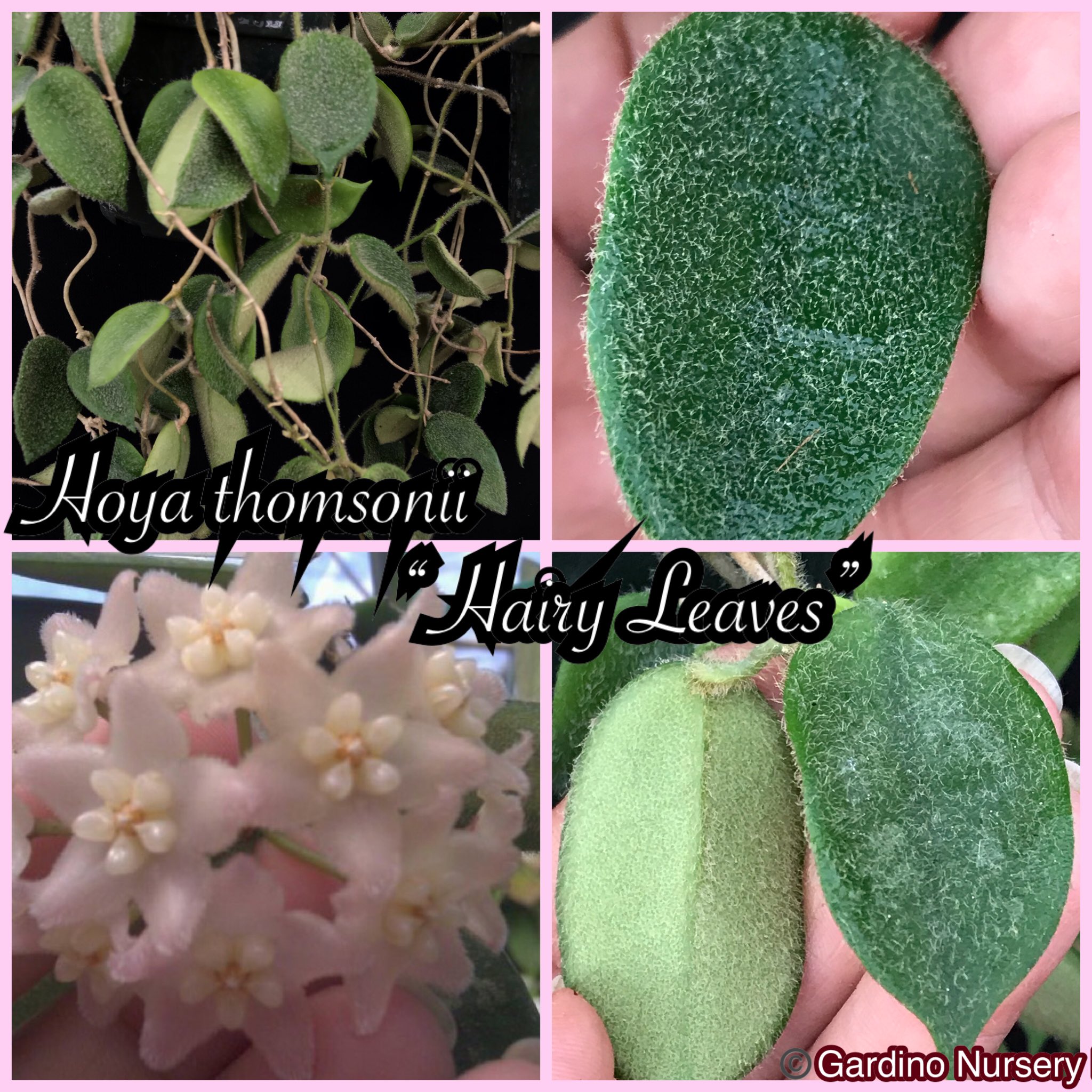 Hoya Plants on Twitter: