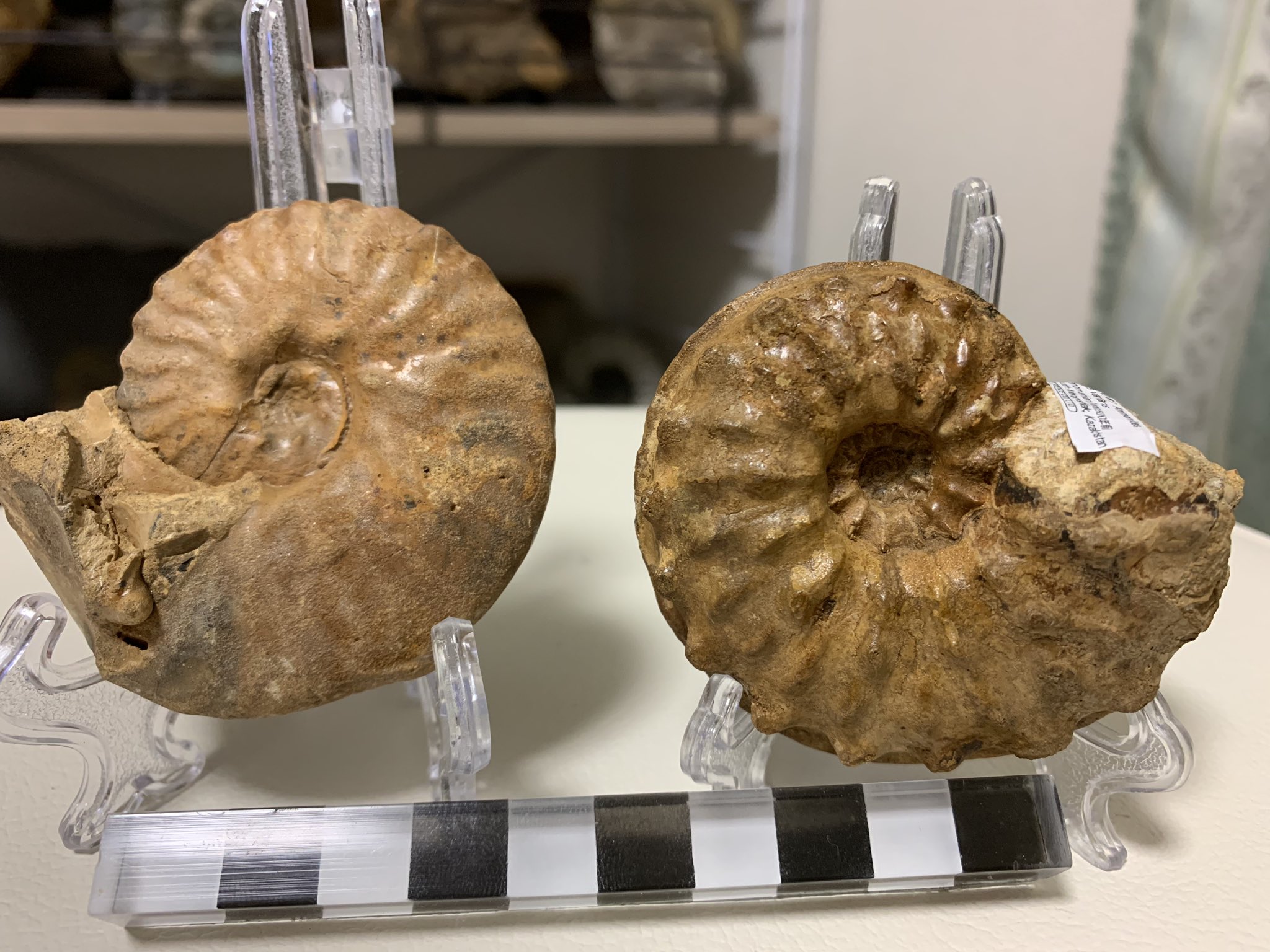 Momiji カザフスタン産のsemenoviceras 左 とschloenbachia Varians 右 です 両方ともに形がとても個性的で面白い種類です 側面を見てみると 厚さや竜骨 突起などそれぞれ違くて面白いです アンモナイト 化石 T Co M1zedrs5it Twitter
