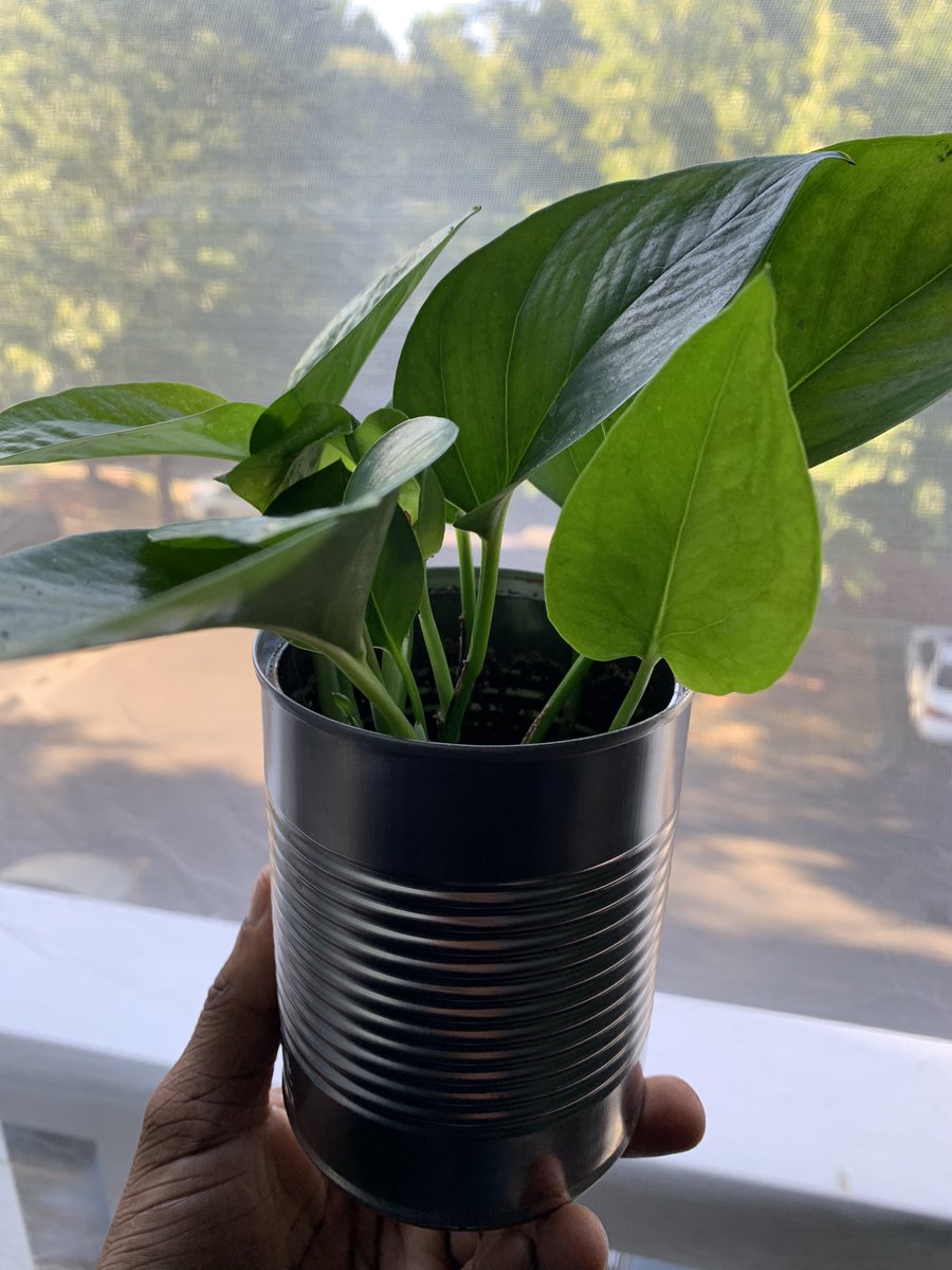 okay; my gold pothos propagation in a can is still producing new leafs and i feel all scientific cause i did it myself from the parent!