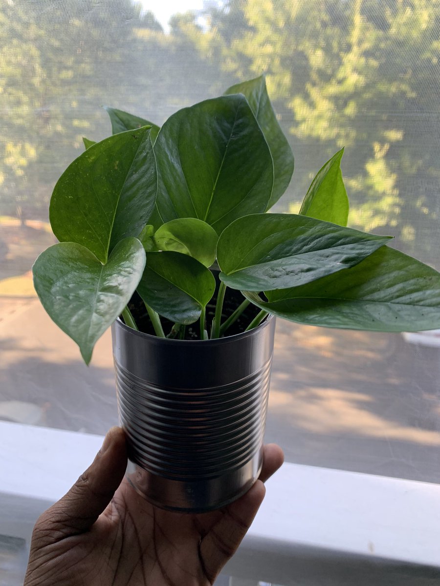 okay; my gold pothos propagation in a can is still producing new leafs and i feel all scientific cause i did it myself from the parent!